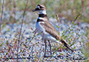 Charadrius vociferus